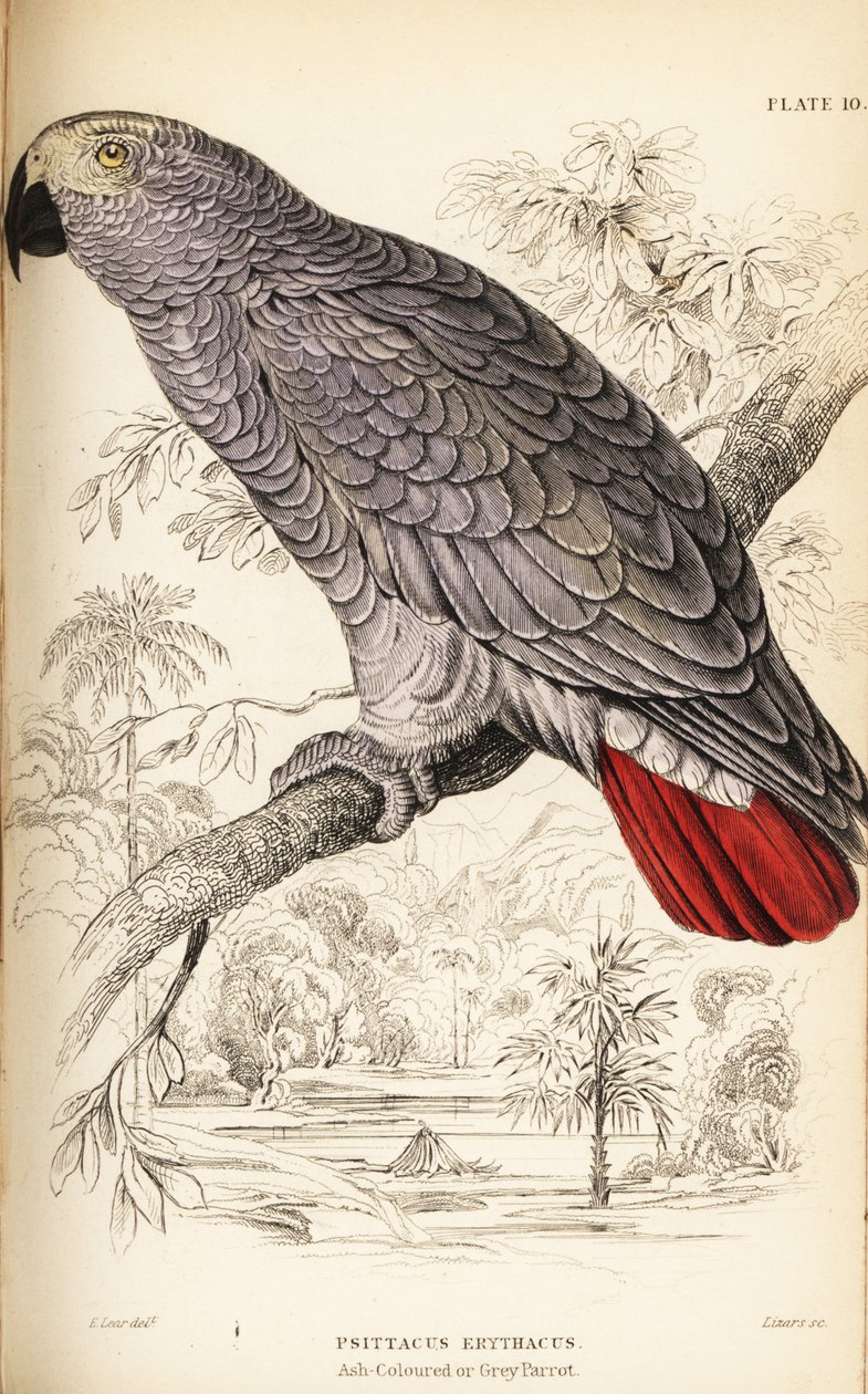 Kongói szürke papagáj, Parrot erythacus alkotó: William Home Lizars