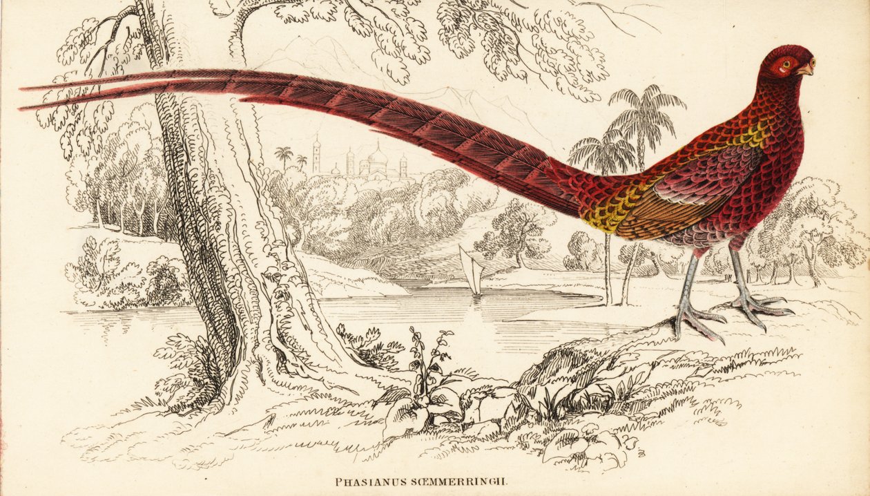 Rézfácán vagy Soemmerring-fácán, Syrmaticus soemmerringii (Phasianus soemmerringii) alkotó: William Home Lizars