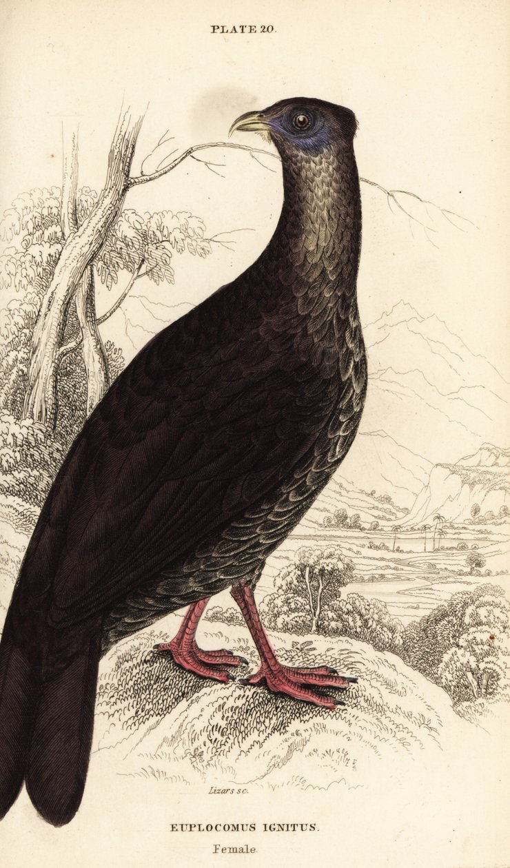 Tarajos tűzhányó, Lophura ignita, nőstény (Macartney kakas, Euplocomus ignitus) alkotó: William Home Lizars