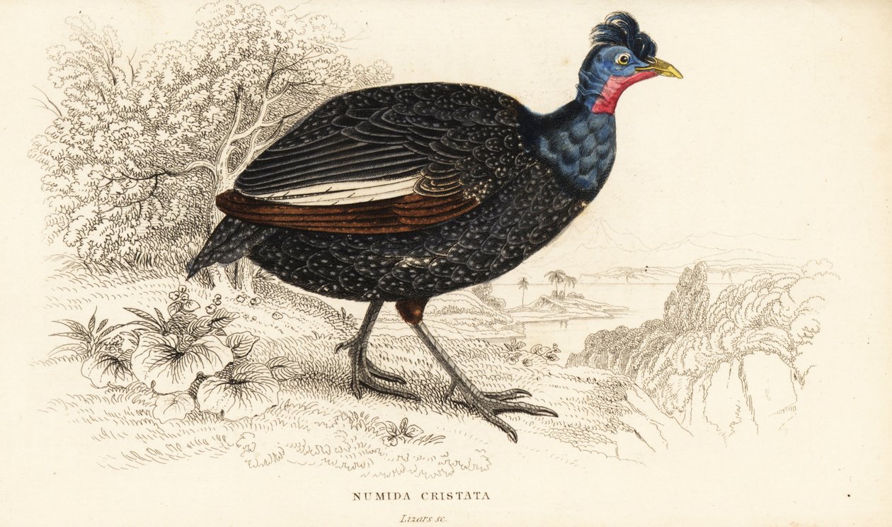 Tarajos gyöngytyúk, Guttera pucherani (Numida cristata) alkotó: William Home Lizars