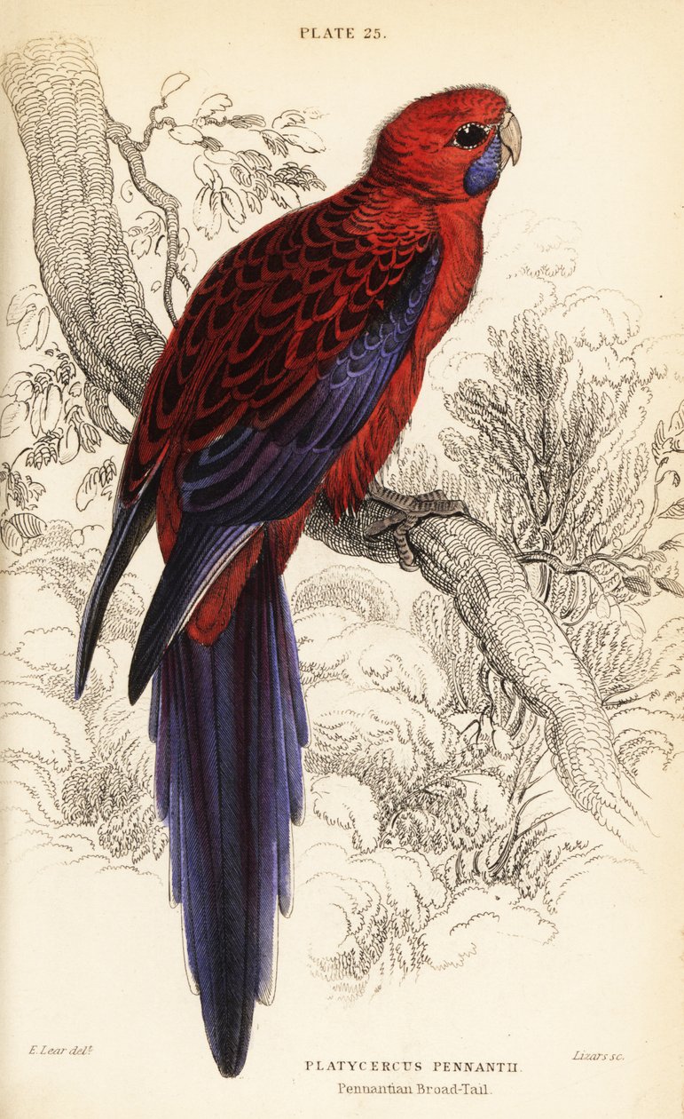 Bíbor rosella, Platycercus elegans alkotó: William Home Lizars