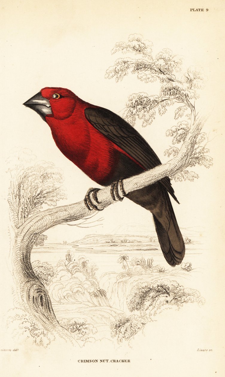 Bíbor magtörő, Pyrenestes sanguineus (Crimson diótörő, Pirenestes sanguineus) alkotó: William Home Lizars