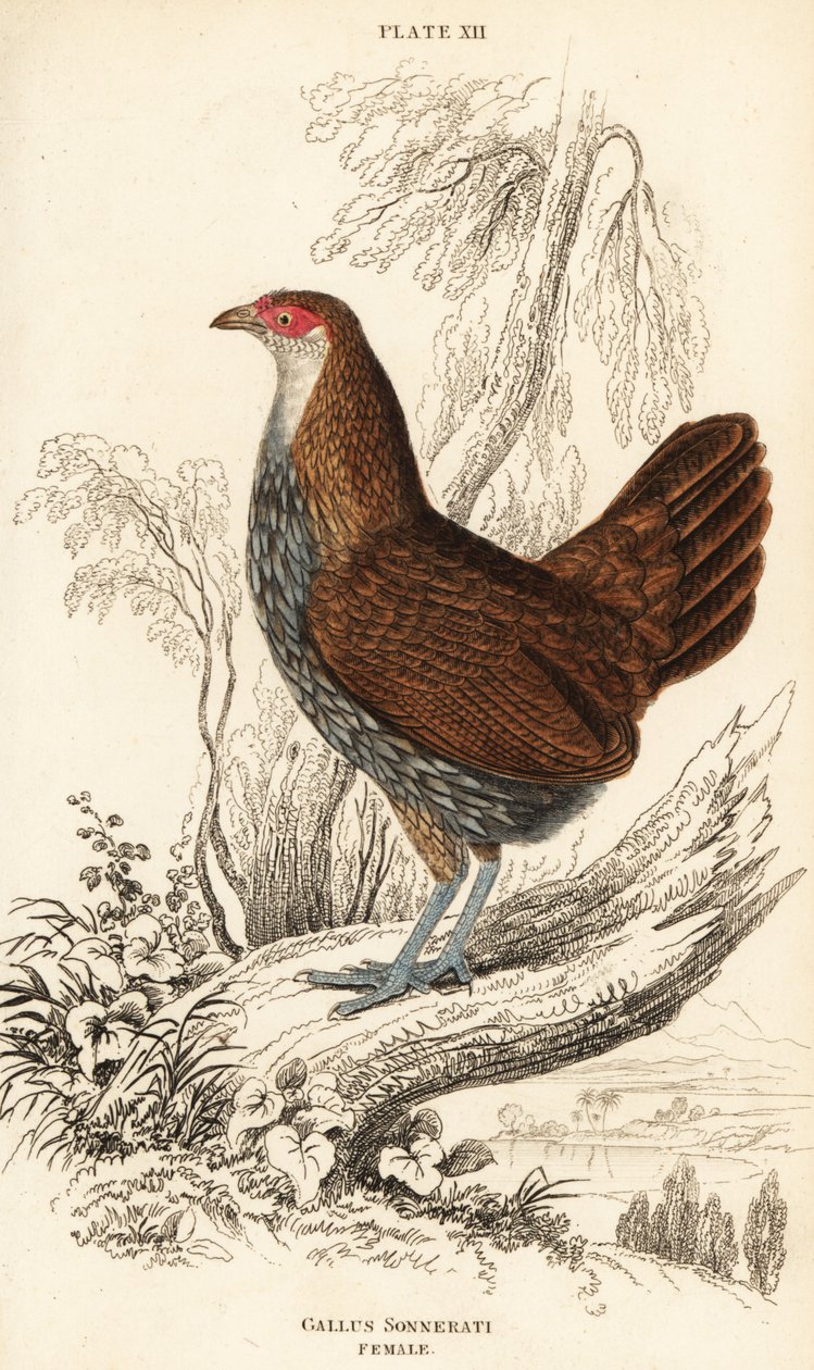 Nőstény szürke dzsungelszárnyas vagy Sonnerat dzsungelszárnyasa, Gallus sonneratii (Gallus sonnerati) alkotó: William Home Lizars