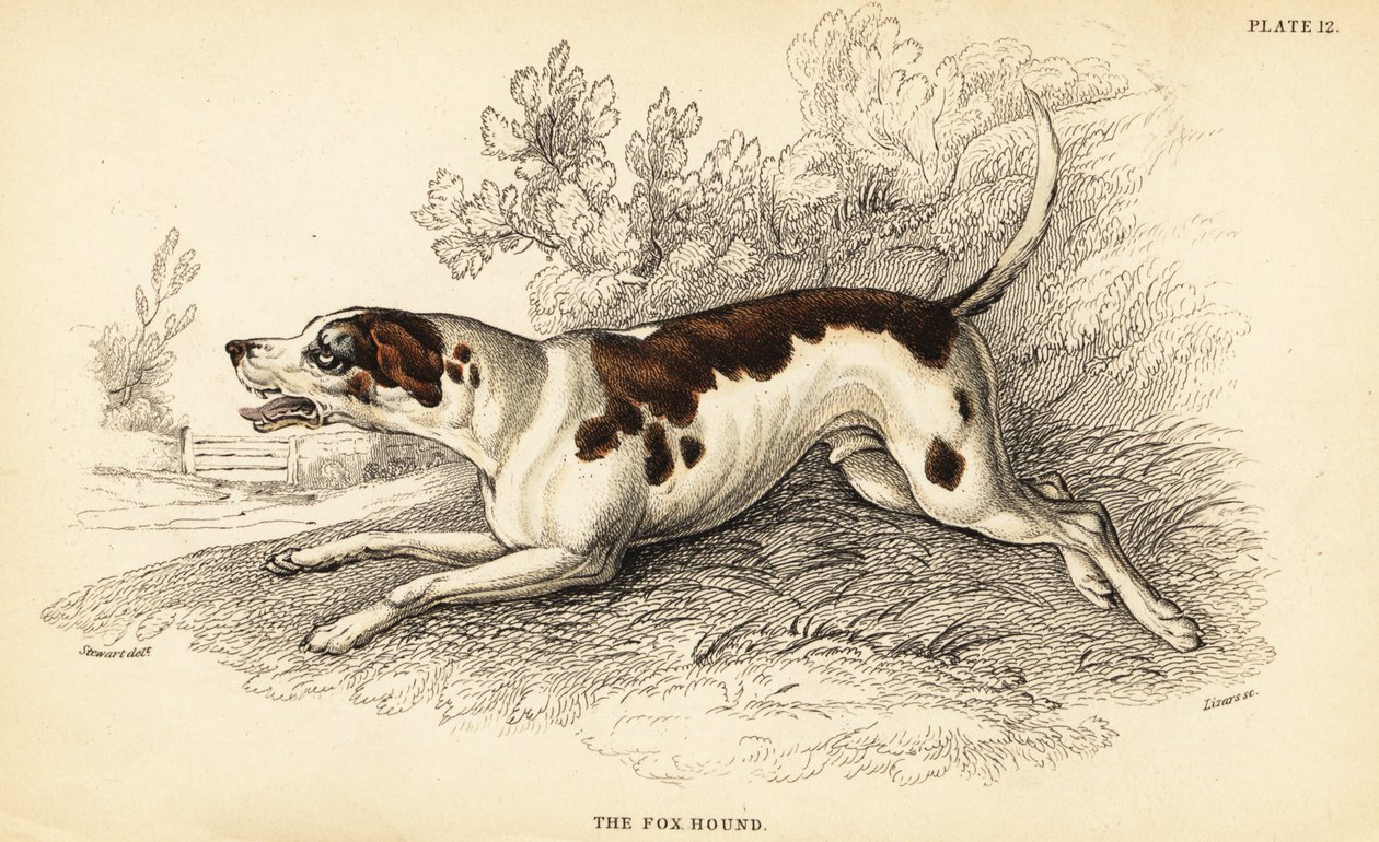 Rókakutya, Canis lupus familiaris alkotó: William Home Lizars