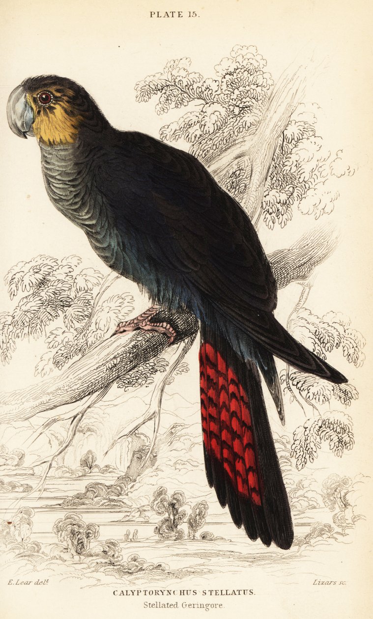 Fényes fekete kakadu, Calyptorhynchus lathami alkotó: William Home Lizars