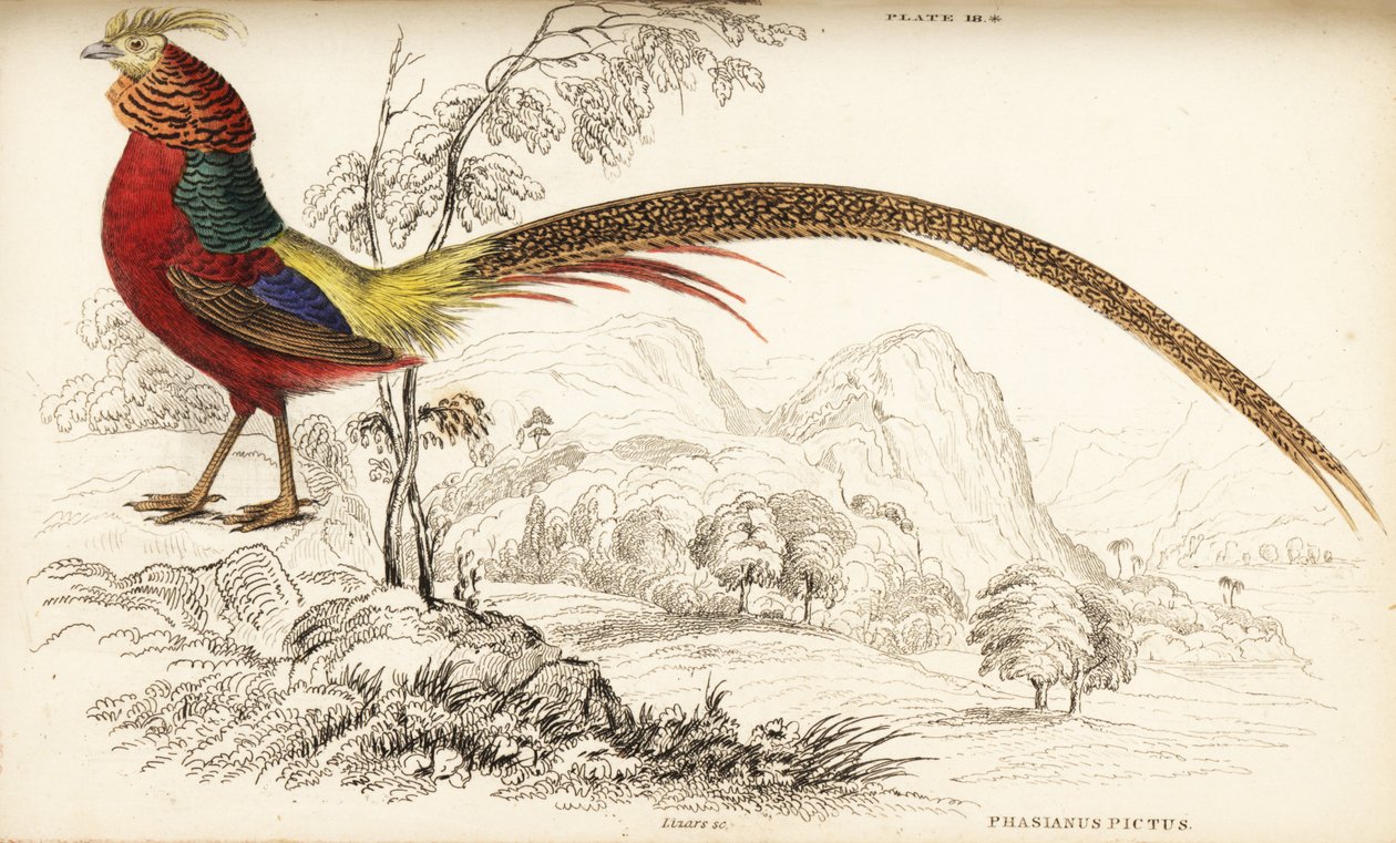 Aranyfácán vagy kínai fácán, Chrysolophus pictus (Phasianus pictus) alkotó: William Home Lizars