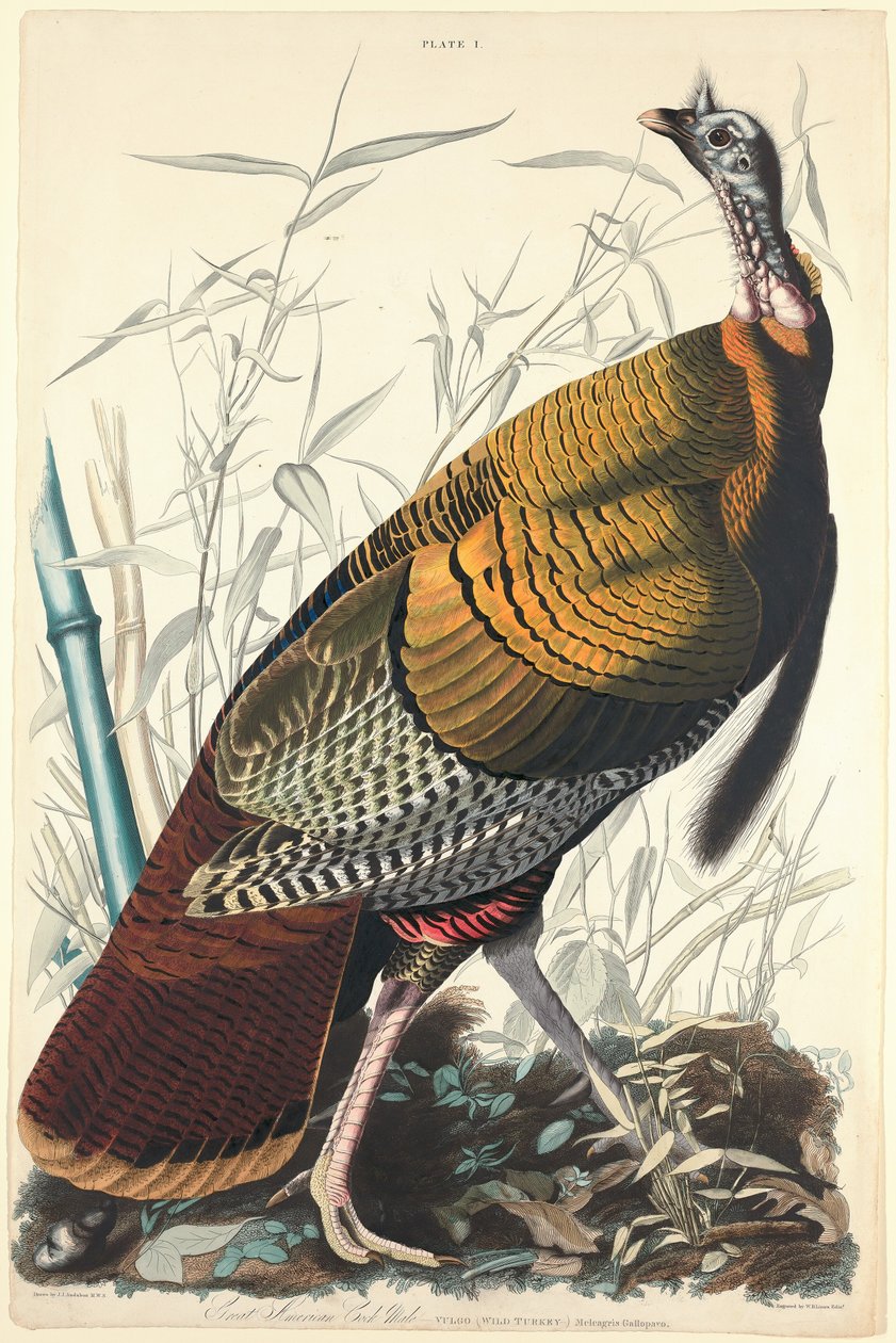 Nagy amerikai kakas, 1827. alkotó: William Home Lizars