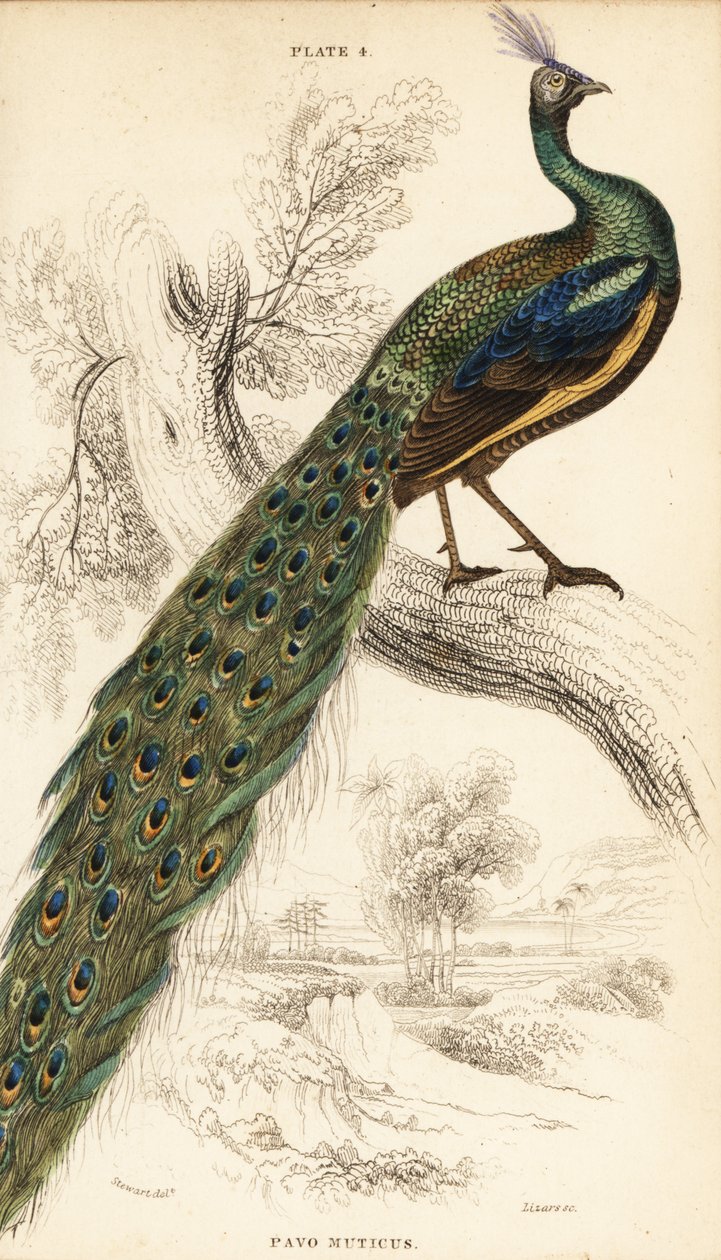 Zöld páva, Peacock muticus alkotó: William Home Lizars