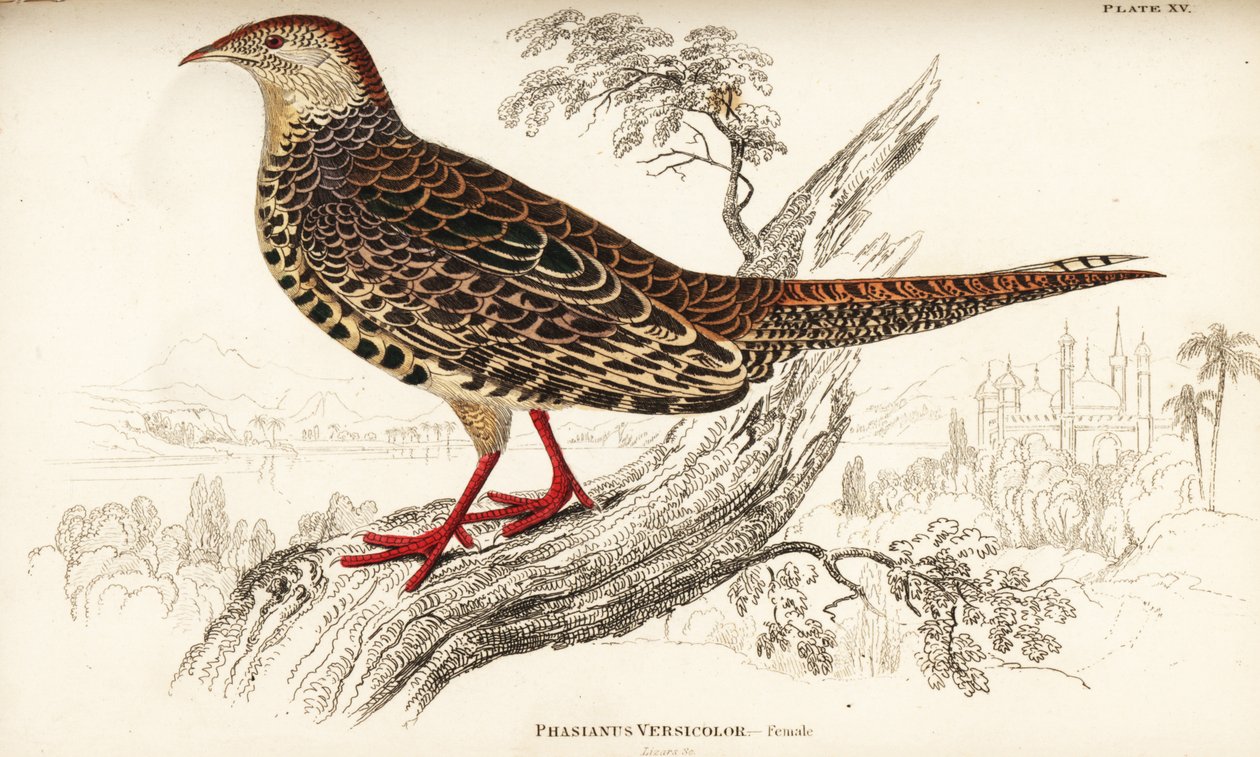 Zöld fácán vagy japán zöld fácán, nőstény, Phasianus versicolor alkotó: William Home Lizars