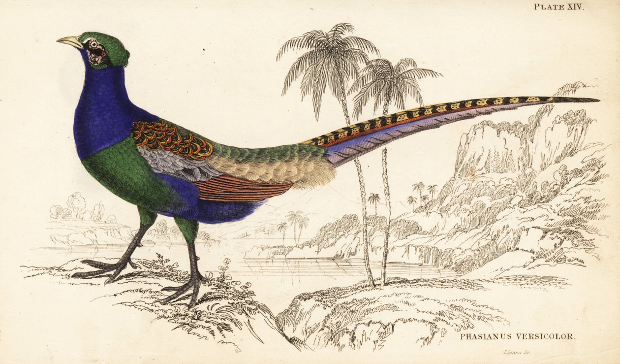 Zöld fácán vagy japán zöld fácán, hím, Phasianus versicolor alkotó: William Home Lizars