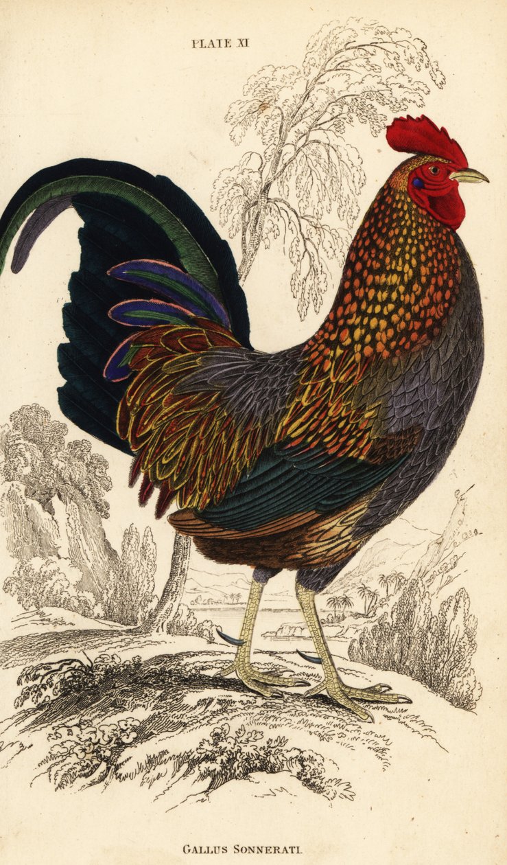 Szürke dzsungelszárnyas vagy Sonnerat dzsungelszárnyasa, Gallus sonneratii (Gallus sonnerati) alkotó: William Home Lizars