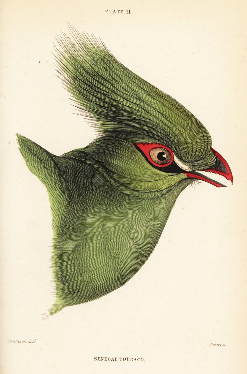 A guineai turaco vezetője, a Tauraco persa buffoons alkotó: William Home Lizars