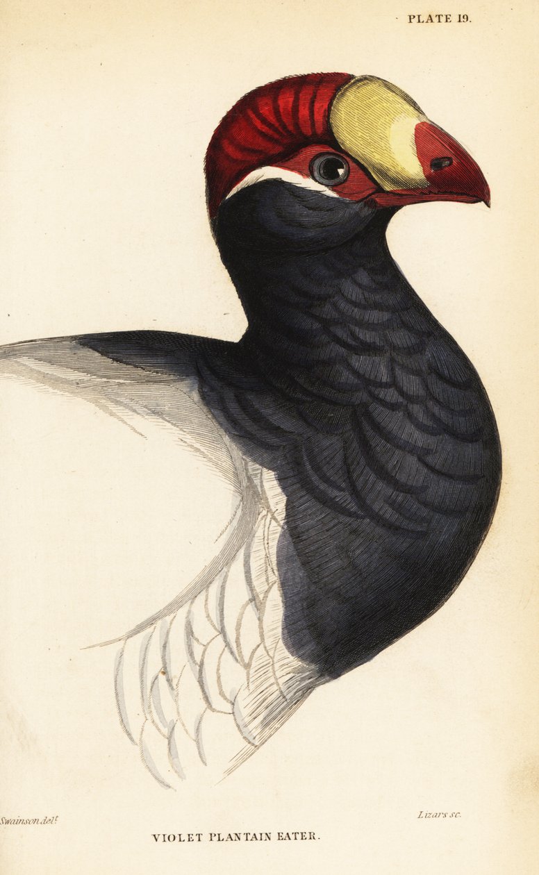 Az ibolya turaco feje, az ibolya útifűevő, a Musophaga violacea alkotó: William Home Lizars