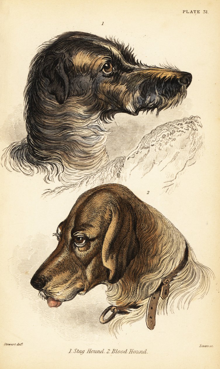 Egy szarvaskutya feje 1 és véreb 2, Canis lupus familiaris (Canis sagaces és Canis sanguinarius) alkotó: William Home Lizars