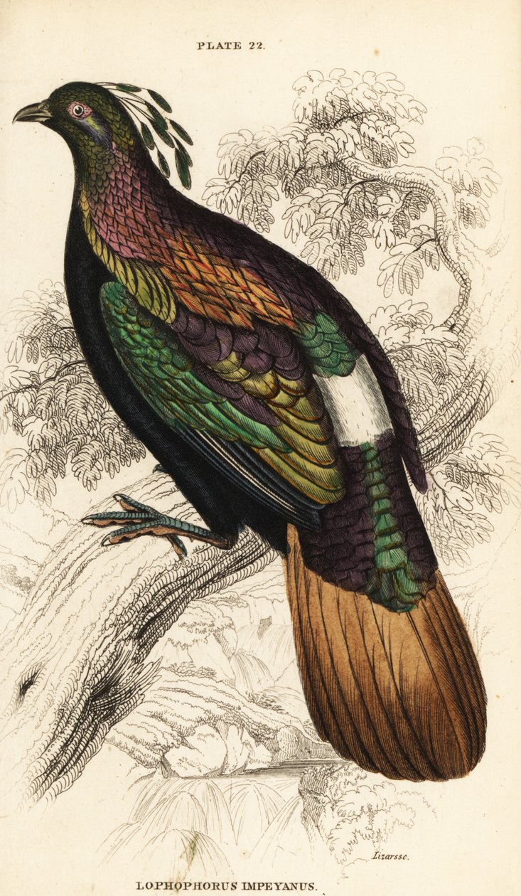 Himalayan Monal, Férfi, Lofoforce Impossible alkotó: William Home Lizars