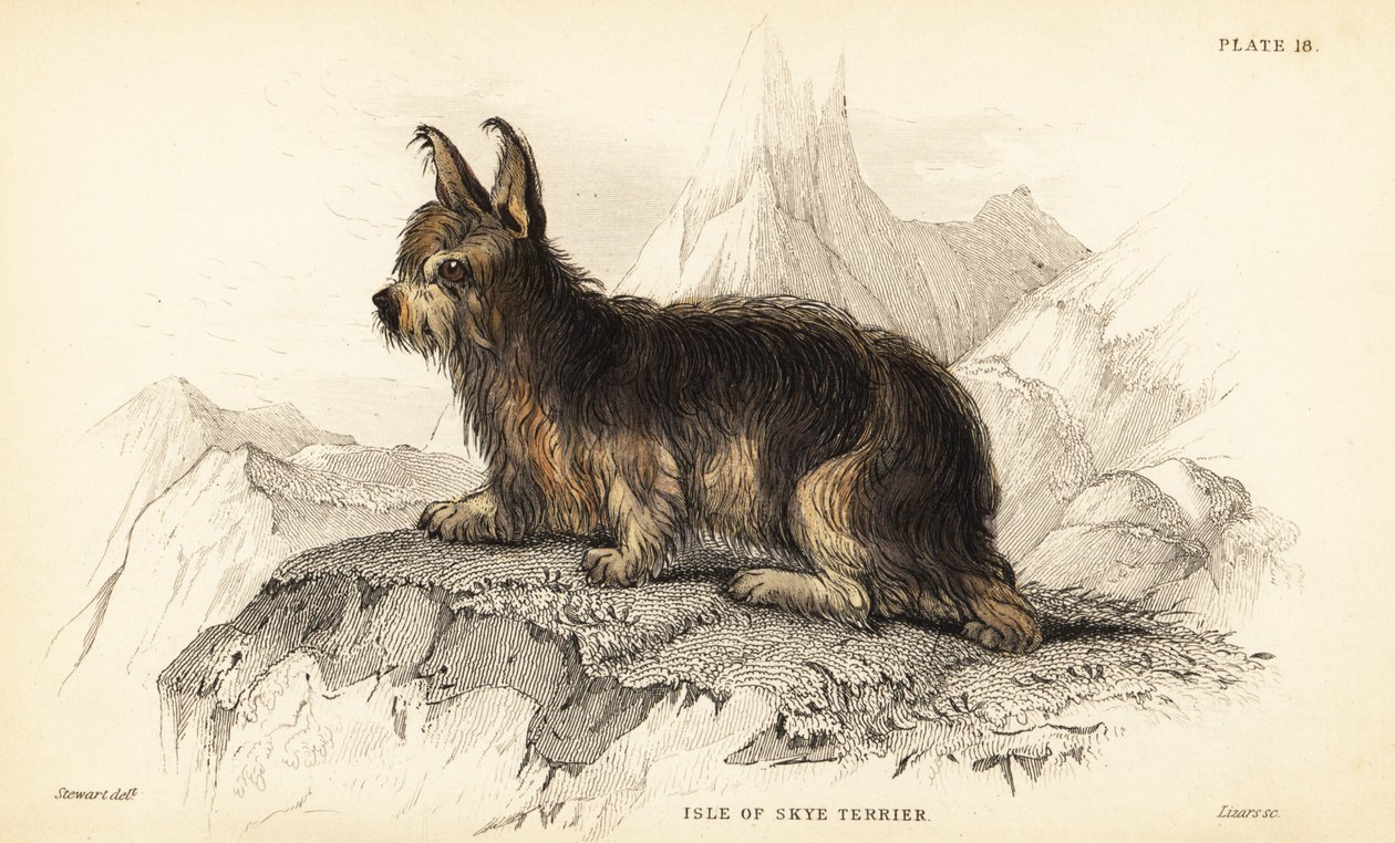Isle of Skye terrier, Canis lupus familiaris (Canis terrarius) alkotó: William Home Lizars