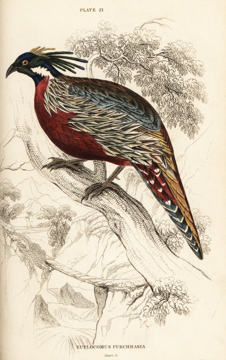 Koklass fácán, Pucrasia macrolopha alkotó: William Home Lizars