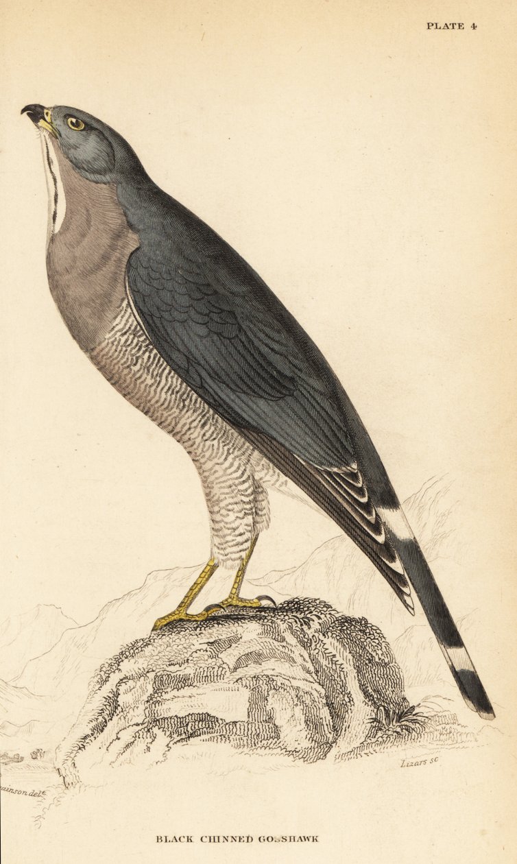 Gyík ölyv, Kaupifalco monogrammicus alkotó: William Home Lizars
