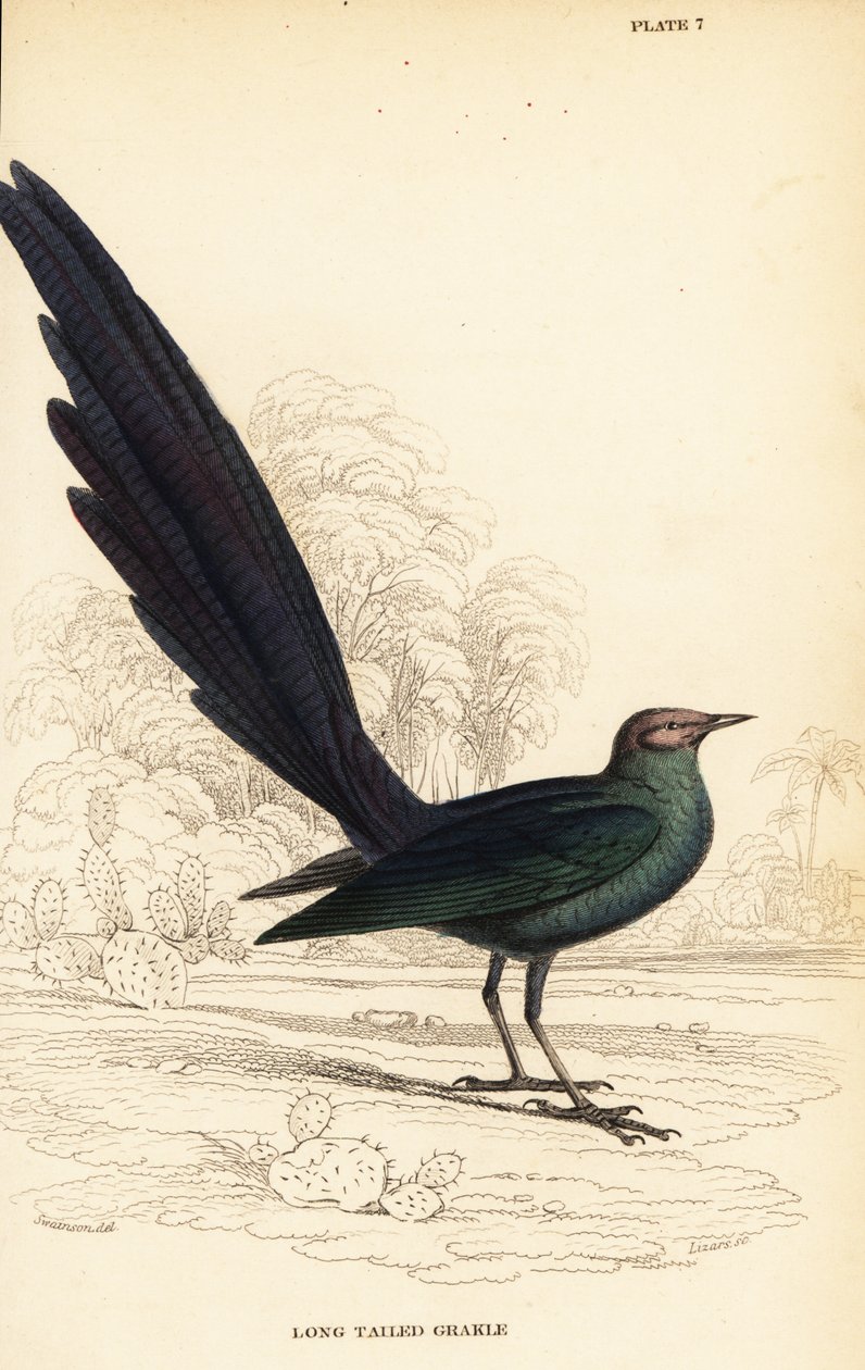 Hosszú farkú fényes seregély, Lamprotornis caudatus alkotó: William Home Lizars