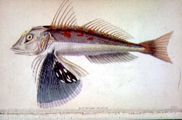 Az új-zélandi Gurnard a művész által metszett „Naturalist