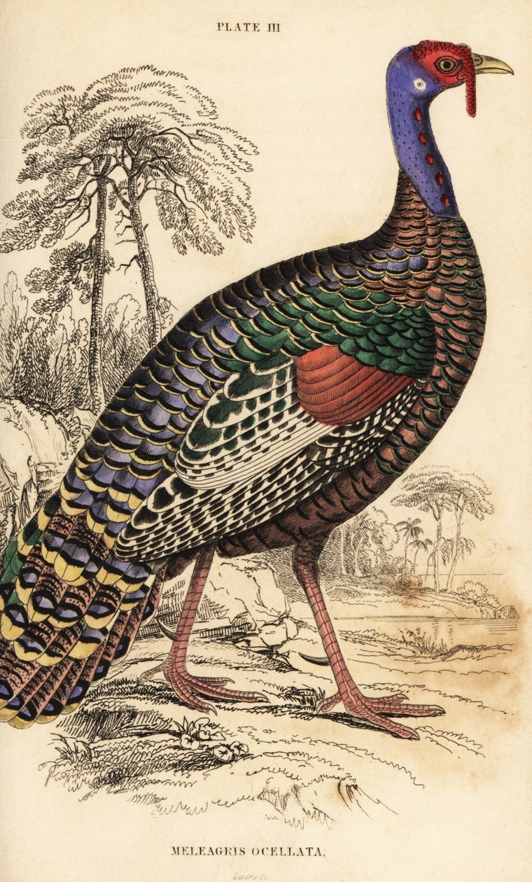 Ocellated pulyka, Meleagris ocellata alkotó: William Home Lizars