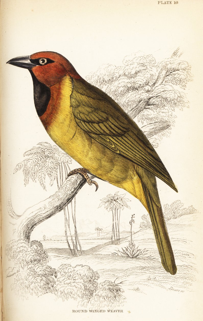 Olajbogyó- vagy kerekszárnyú takács, Ploceus brachypterus alkotó: William Home Lizars