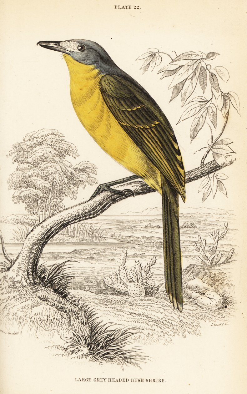 Olívagyulladás, Chloroponics Undivorous alkotó: William Home Lizars