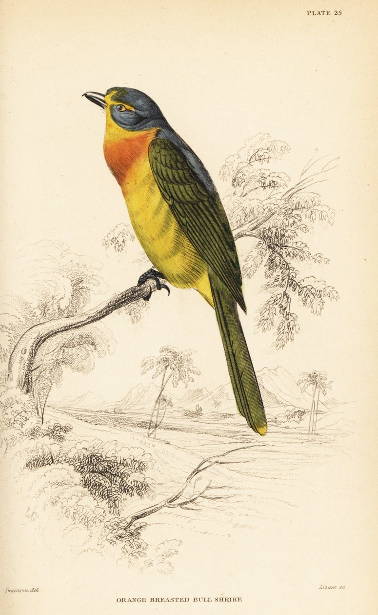 Narancsmellű bozótvirág vagy kénmellű bozótvirág, Chlorophoneus sulfureopectus alkotó: William Home Lizars