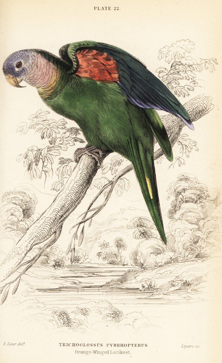 Narancsszárnyú amazon, Amazona amazonica alkotó: William Home Lizars