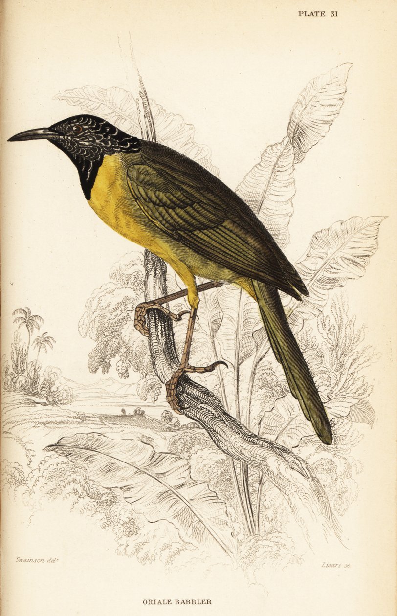 Oriole poszáta, Hypergerus atriceps alkotó: William Home Lizars
