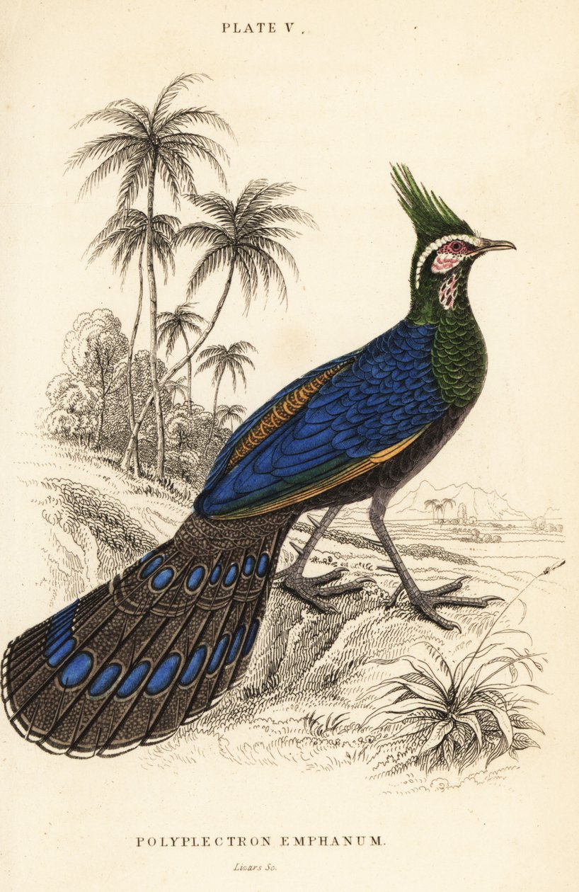 Palawani páva-fácán, Polyplectron napoleonis alkotó: William Home Lizars