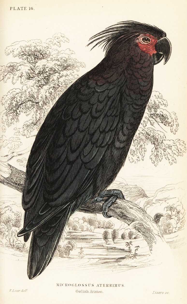 Pálmakakadu, Probosciger aterrimus alkotó: William Home Lizars