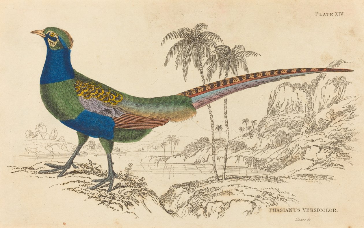 Phasianus Versicolor. alkotó: William Home Lizars