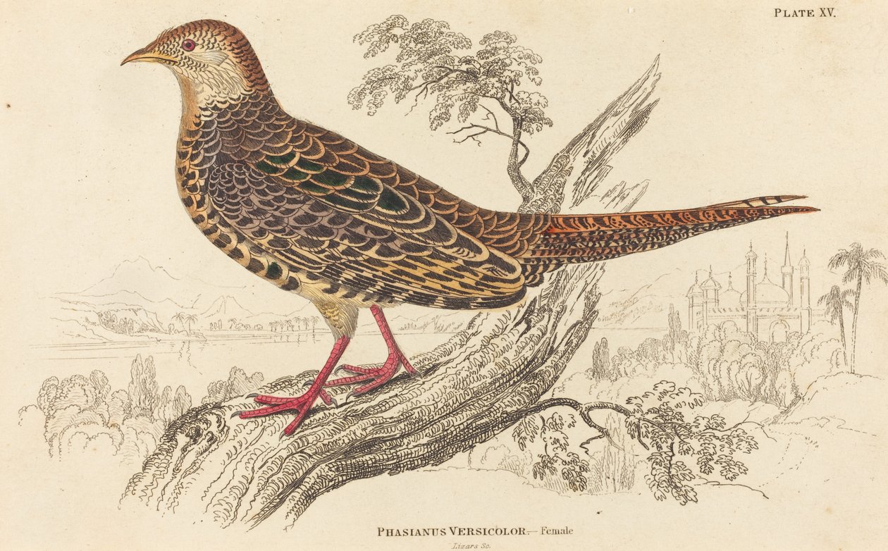 Phasianus Versicolor – nőstény. alkotó: William Home Lizars