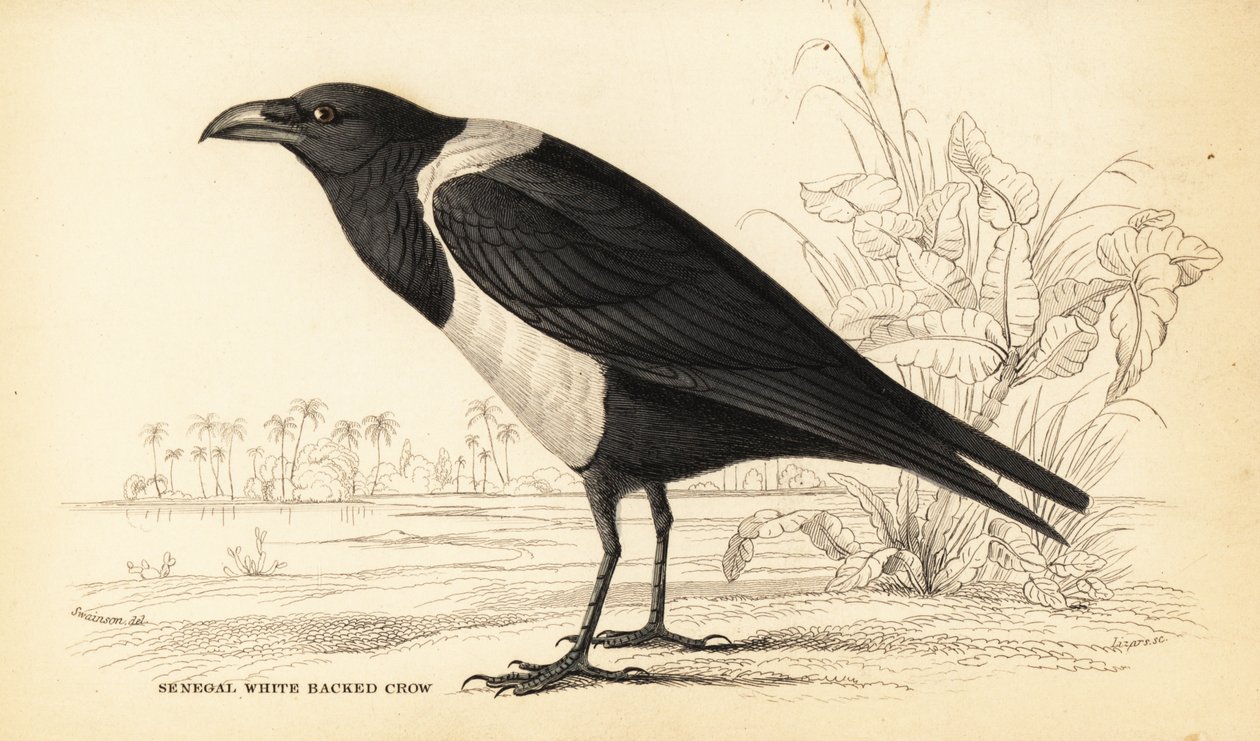 Varjú, Corvus albus alkotó: William Home Lizars