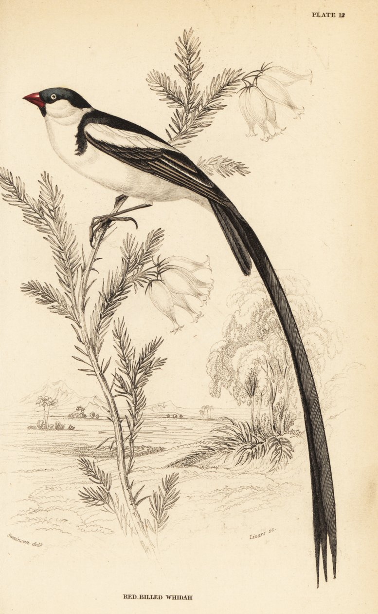 Tűfarkú Whydah, Vidua macroura (Vöröscsőrű whidah, Vidua erythrorhynchus) alkotó: William Home Lizars