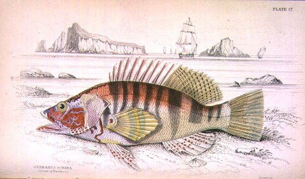 17. tábla Serbanus Scriba (Baziluzzo szigete), a művész metszete a 