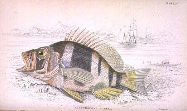 22. tábla Plectropoma Puella, a művész metszete a "Naturalist