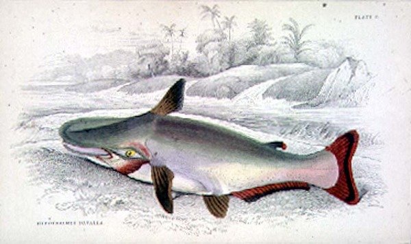 9. tábla Hypothalmus Davalla, amelyet a művész vésett a „Naturalist