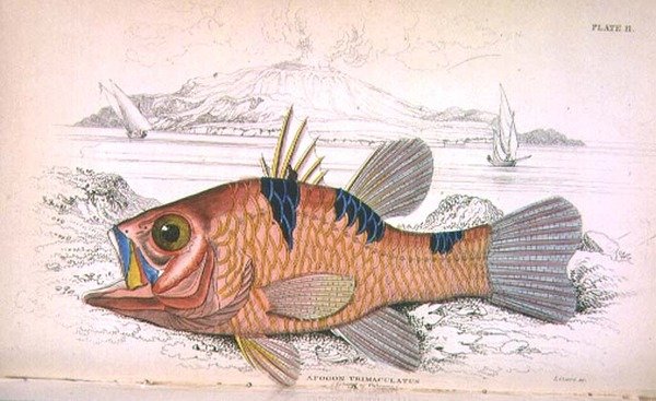Tányér tizenegy; Apongon Trimaculatus (Vulkán szigete) a művész által metszett "Naturalist