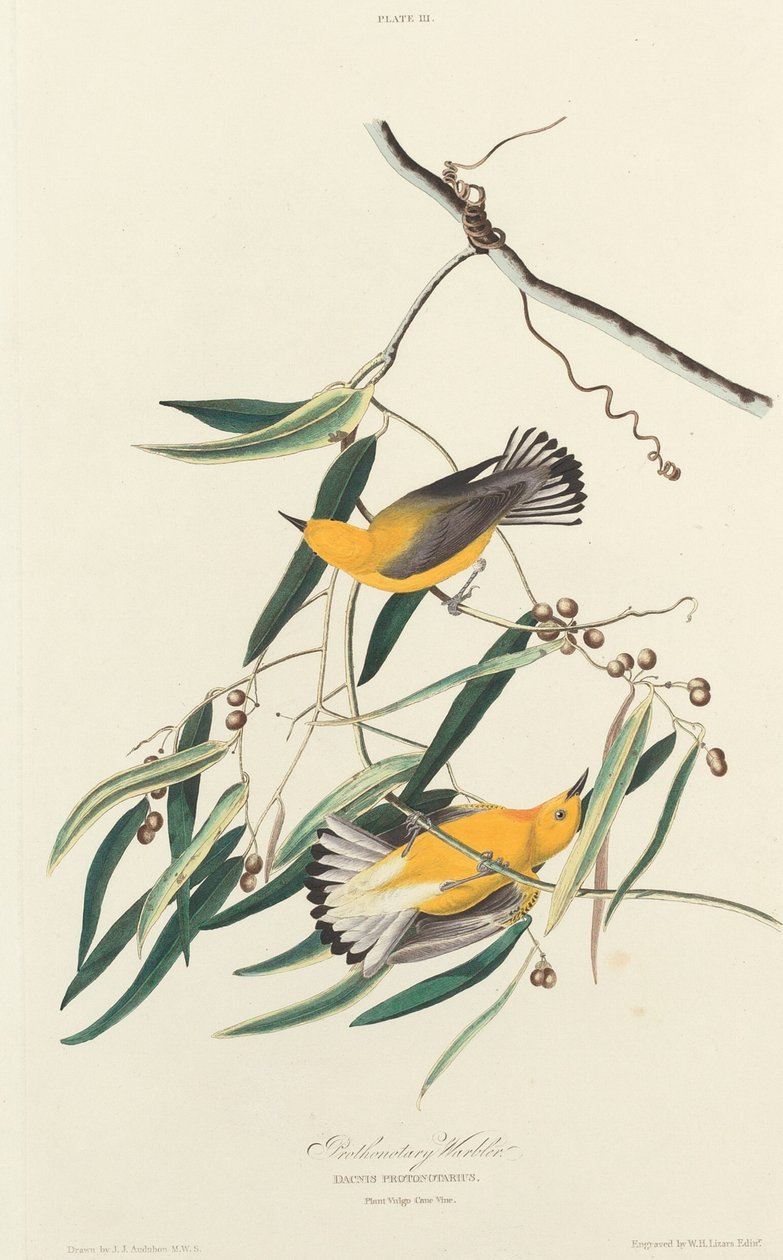 Prothontari Barbal, 1826. alkotó: William Home Lizars