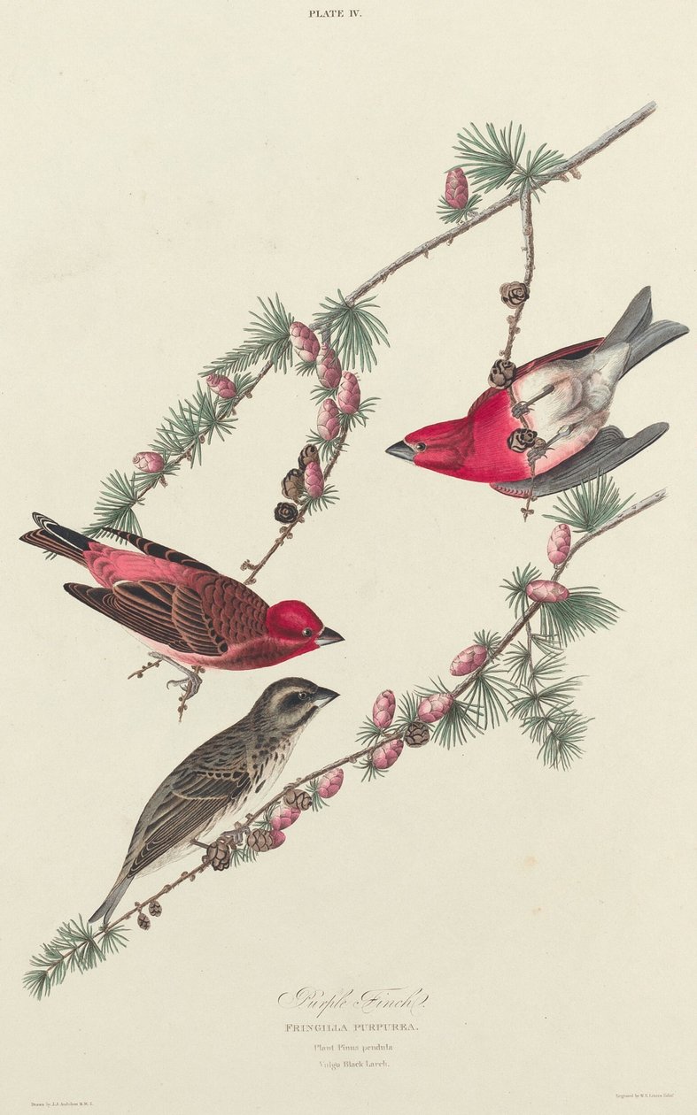 Lila pinty, 1827. alkotó: William Home Lizars