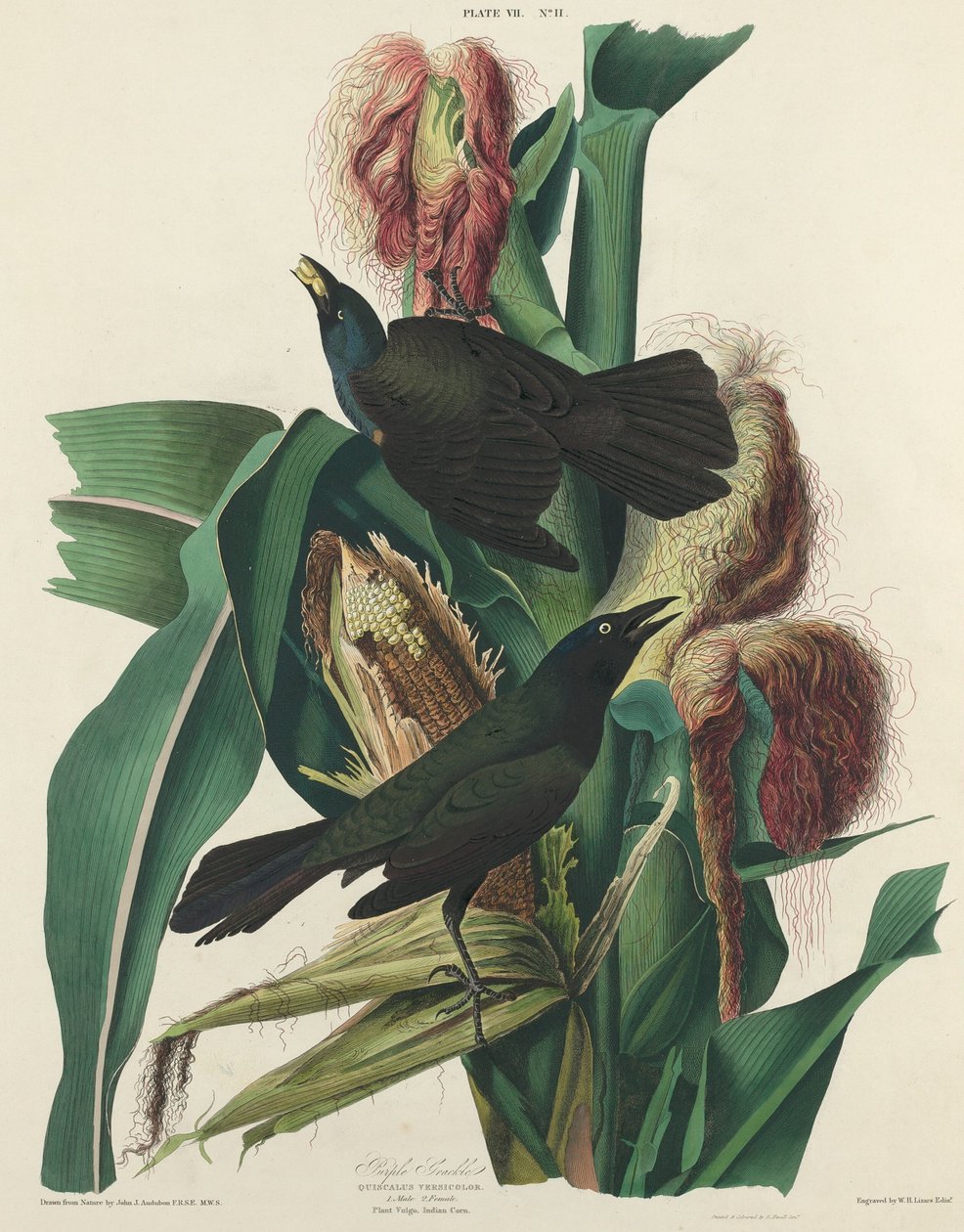 Lila Grackle, 1827. alkotó: William Home Lizars