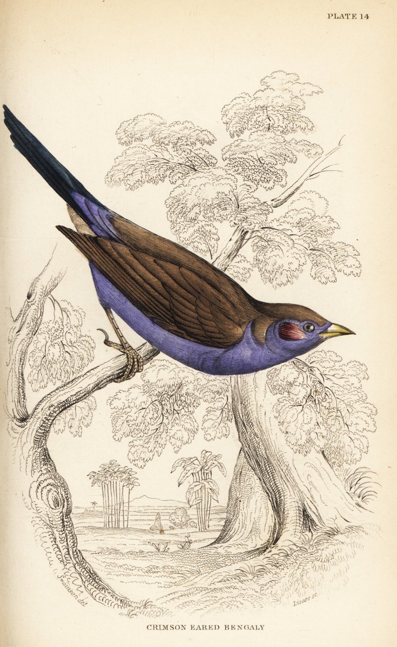 Vörös pofájú cordon-bleu, Uraeginthus bengalus alkotó: William Home Lizars