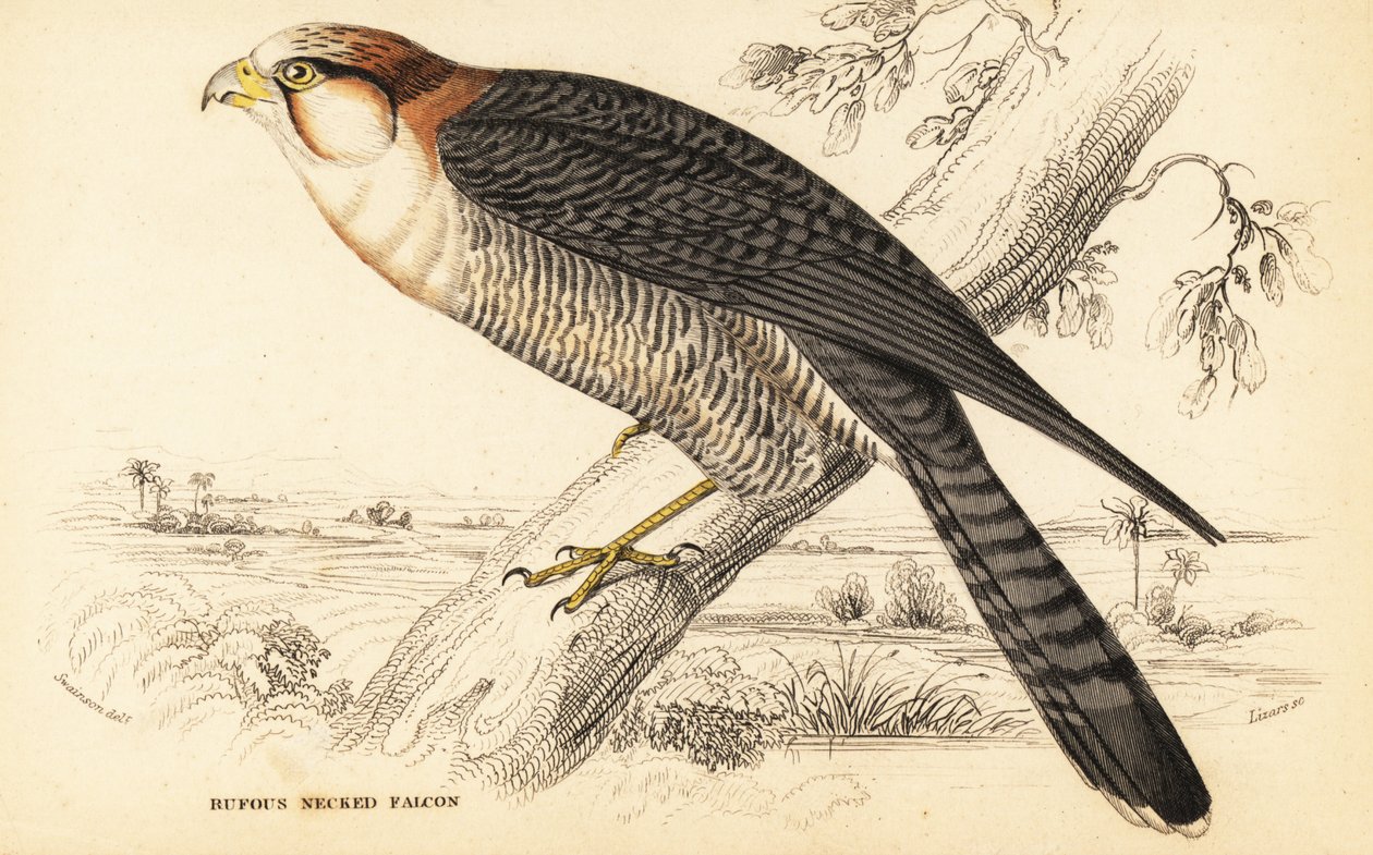 Vörösnyakú sólyom, Falco chicquera ruficollis alkotó: William Home Lizars