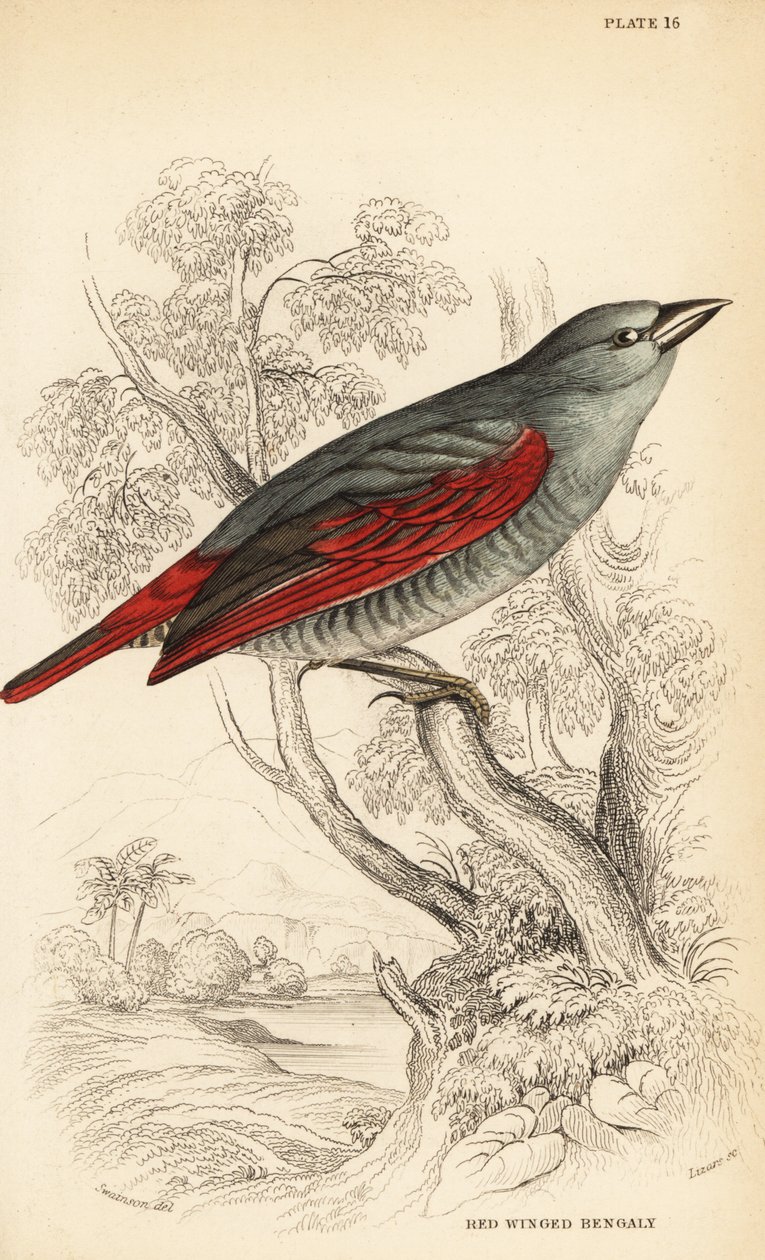 Vörösszárnyú pytilia, Pytilia phoenicoptera (Red-winged bengaly, Pytilia phaenicoptera) alkotó: William Home Lizars