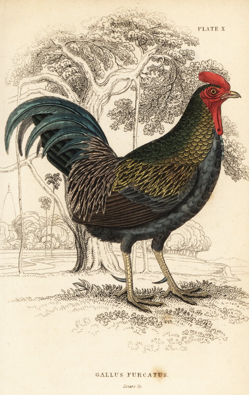 Vörös dzsungelszárnyas, Gallus gallus javanicus alkotó: William Home Lizars