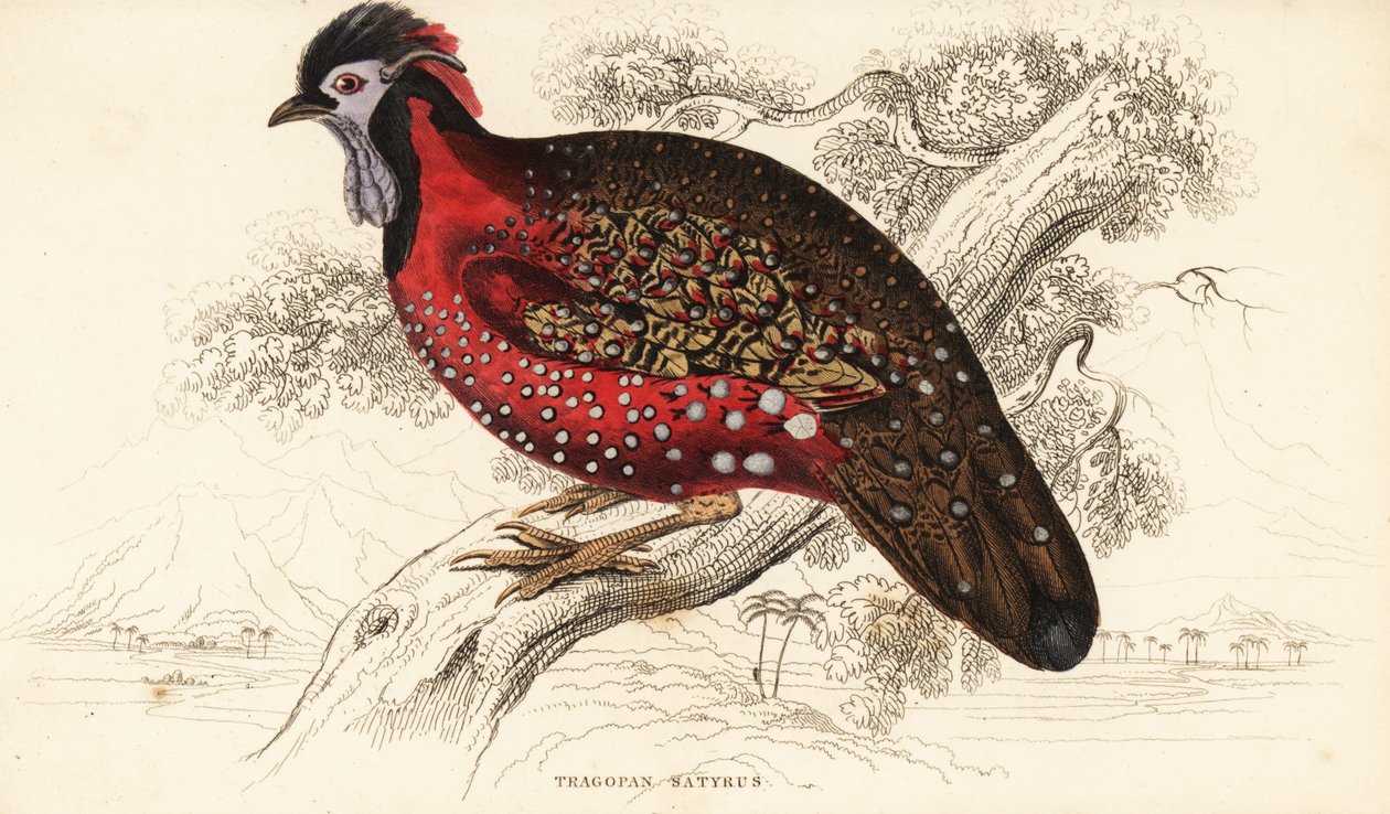 Satyr tragopan vagy bíbor szarvú fácán, Tragopan satyra (Nepaul tragopan, Tragopan satyrus) alkotó: William Home Lizars