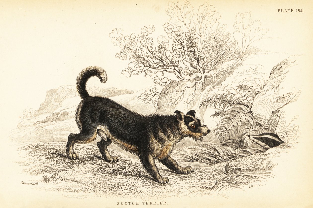 skót terrier vagy skót terrier, Canis lupus familiaris alkotó: William Home Lizars