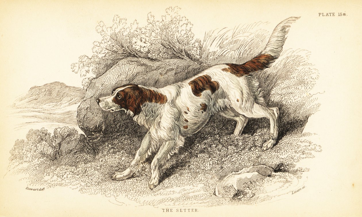 Szetter, Canis lupus familiaris (Canis index) alkotó: William Home Lizars